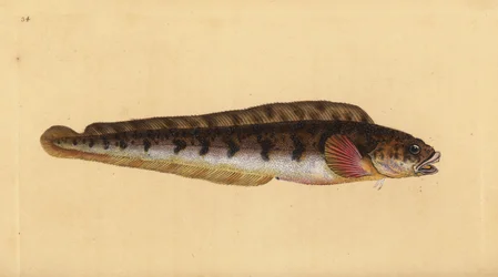 Lebendgebärender Aalquappe, Zoarces viviparus. Handkolorierte Kupferstichzeichnung und -gravur von Edward Donovan aus seiner „Natural History of British Fishes“, Donovan und F.C. und J. Rivington, London
