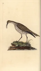 Regenbrachvogel, Numenius phaeopus. Handkolorierte Kupferplatte gezeichnet und graviert von Edward Donovan aus seiner Natural History of British Birds, London