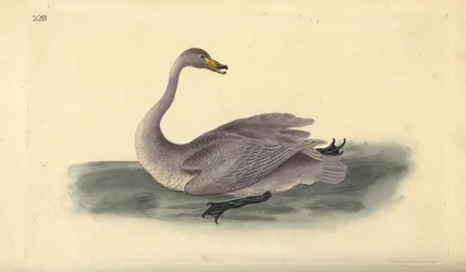 Singschwan (unreif), Cygnus cygnus, mit Gefieder im Übergangsstadium zu Weiß. Handkolorierte Kupferplatte gezeichnet und graviert von Edward Donovan aus seiner eigenen „Natural History of British Birds,“ London