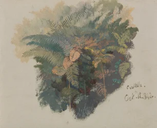 Eine Studie von Farnen, Civitella