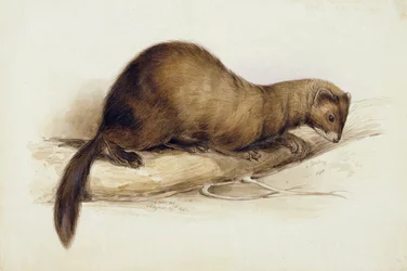 Ein Wiesel