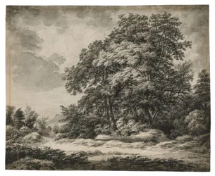 Waldlandschaft