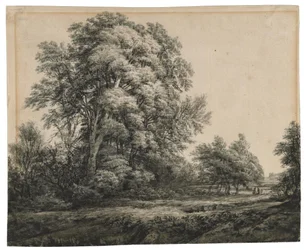 Waldlandschaft