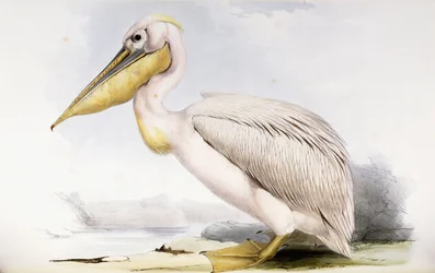 Großer Weißer Pelikan