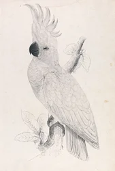 Gelbwangenkakadu (Tafel 4)