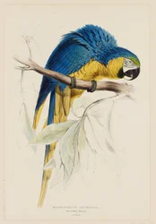 Macrocercus Ararauna. Blau-gelber Ara.
