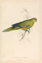 Platycercus Pacificus / Pazifik-Sittich (Tafel 26)
