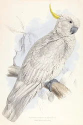 Plyctolophus galeritus. Großer Gelbhaubenkakadu.