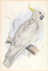 Plyctolophus galeritus. Großer Gelbhaubenkakadu.