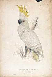 Plyctolophus sulphureus / Kleiner Gelbhaubenkakadu (Tafel 4)