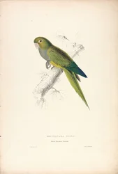 Psittacara Naria / Zwergsittich Maccaw (Tafel 12)