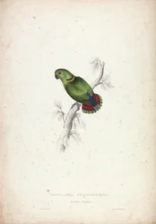 Psittacula Swinderniana. Swinderns Sittich