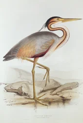 Purpurreiher