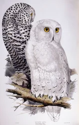 Schneeeule, 1832-1837