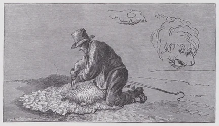 Schafschur