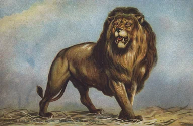 Studie für Löwe auf dem Trafalgar Square von Landseer, National Gallery, London