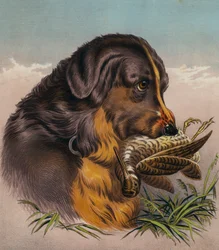 Der Retriever