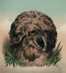 Der Skye Terrier