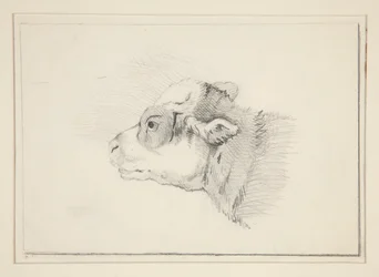 Skizze eines Schafes