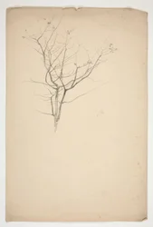 Skizze von knospenden Baumzweigen