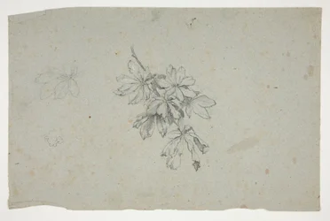 Studie eines Zweiges mit Blättern