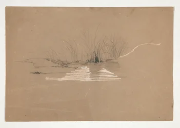 Bäume am Flussufer (?)