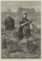 Für den Londoner Markt (Gravur)