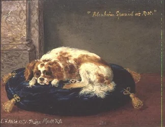 Blenheim Spaniel in Ruhe