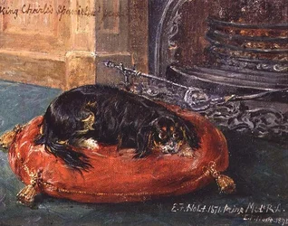 King Charles Spaniel in Ruhe