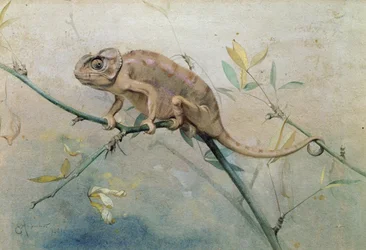Chamäleon, 1901