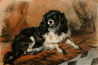 Ein King Charles Spaniel