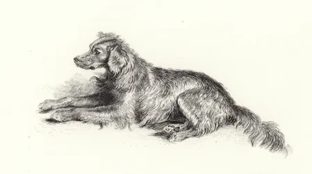Ein Setterhund