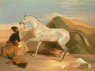 Arabisches Vollblut