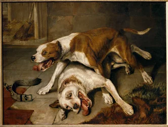 Kämpfende Hunde, die eine Pause machen