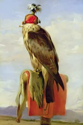 Gehörnter Falke