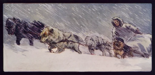 Ein Eskimo-Schlittenhundeteam