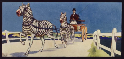 Zebras im Tandem