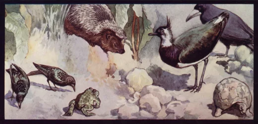 Feinde des Wurms und der Schnecke