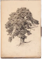 Kiefer, Seite aus Järnefelts Skizzenbuch