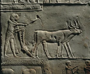 Horemheb pflügt Land in den Feldern von Iaru. Relief aus dem Grab von Horemheb in Saqqara (Detail)