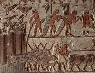 Ernte von Papyrus und eine Gruppe von Kühen, Altes Reich