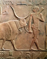 Relief, das einen Bauern zeigt, der eine Kuh zum Opfer führt, aus der Mastaba von Ptah-Hotep und Akhti-Hotep, Altes Reich