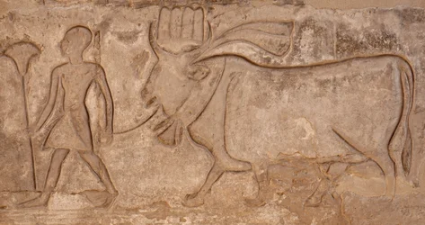 Mann zieht eine Kuh, Horus-Tempel, Edfu