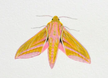 Elefantenfalter, 2023