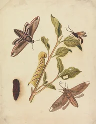 Ligusterschwärmer und Callajoppa Exaltatoria