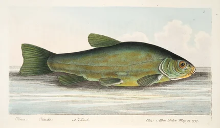 Der Schleie, aus Eine Abhandlung über Fische und Fischteiche, veröffentlicht 1832
