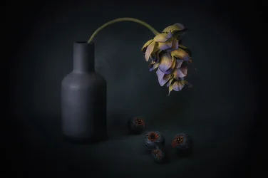 Blüte im Schatten und Beeren