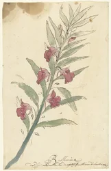 Balsamine