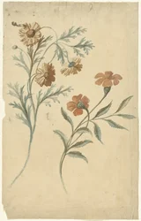 Blumenstudie einer roten und einer braunen Blume