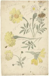 Blumenstudien von Studentenblumen